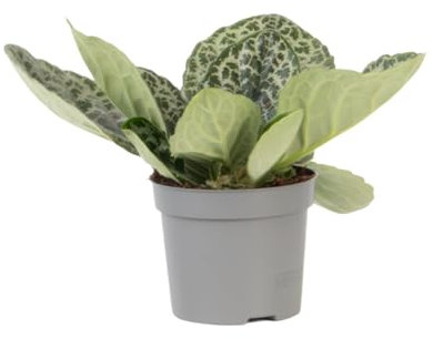 Plant in a Box - Drehfrucht - Streptocarpus 'Pretty Turtle' - Höhe 25-35cm - ⌀13cm