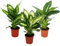dieffenbachie – Set de 3 avec 3 Versch. Types – Plante en Pot d'intérieur Plantes – pour Les débutants