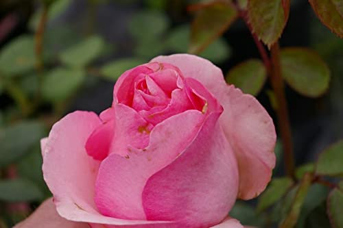 Baumschule Pflanzenvielfalt Edelrose History® - Rosa History® - rosa - Duft+ - Tantau-Rose -