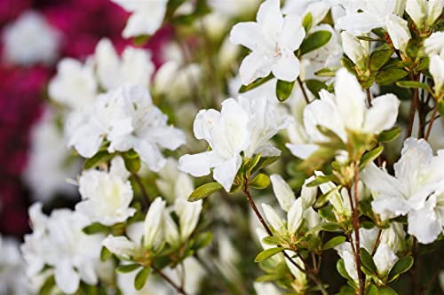 Rhododendron obtusum 'Feenkissen' 20-25 cm - Azalee, zartrosa Blüten, Blütezeit April-Mai, ideal für Kübel und Rabatten, winterhart und pflegeleicht