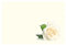 Pack of 9 Large Blank Florist Cards - 12.5 x 9cm - Flower Sympathy Message- Style Choice (White Rose/Cream Background)