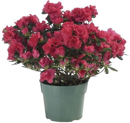Arbusto de Flor Vivo Planta Azalea Natural para Decorar con Color el Jardín