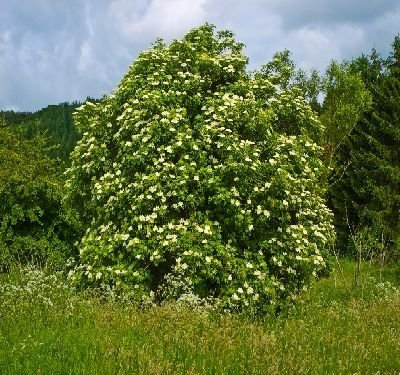 50 europäische Holunder Baumsamen, Sambucus Nigra