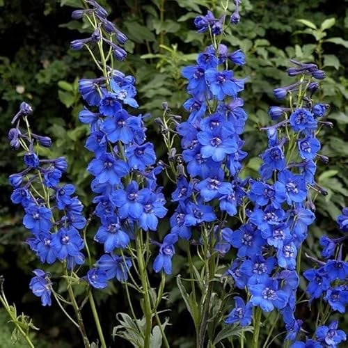 6 x Delphinium 'Blue Bird' - Perenni Vaso 9cm x 9cm