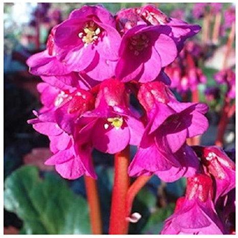 Bergenia cordifolia 'Red Beauty' / Hardy Evergreen Perennial/Elephant Ears / 50 Seeds