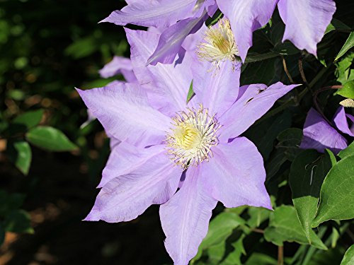 Clematis 'Niobe' 10 Samen