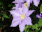 Clematis 'Niobe' 10 Samen