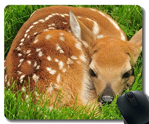 Rechteck-Mausunterlagen für Computer Laptop, Wiesenporträtbaby wild - genähte Ränder