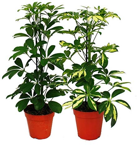 Strahlenaralie Duo Schefflera weiss-grünlaubig 12cm Topf 2 Pflanzen