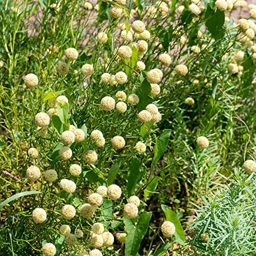 200 Stück trommelstöckchen samen trommelstock pflanze Craspedia Globosa drumstick bienenwiese saatgut bodendecker samen winterhart dachbegrünung pflanzen für sonnige plätze