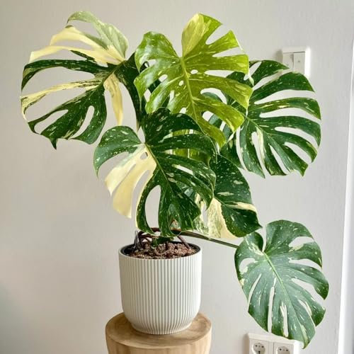 200 pcs Monstera Deliciosa Samen zimmerpflanzen balkon beet Monstera Deliciosa Seeds, winterharte stauden mehrjährig kletterpflanze pflanzensamen geschenk samen geschenk samen zimmerpflanzen