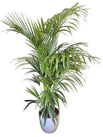 Indoor Plant -House or Office Plant -Howea Forsteriana Kentia Palm - Paradise Palm Approx 1.2m