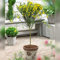 Cytisus Standard Broom Tree | Premium Potted Trees for Small Gardens Border Patio Plants | Lollipop Tree Straight Stem Plant | 80-100cm (Yellow)