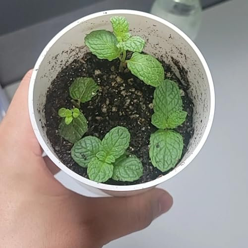 200 piezas Semillas de melisa, planta de melisa, semillas de menta. semillas organicas plantas perennes resistentes semillas de hierbas regalos para los amantes del jardín semillas