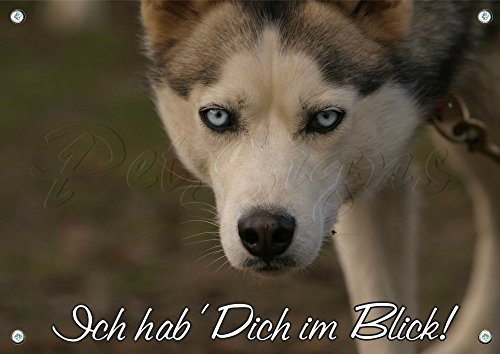 Warnschild - Siberian Husky - Metallschild Premium - rostfrei und beständig, DIN A3