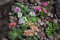 Cotyledon 20 Samen, Mischung, Viele Sorte, Sukkulenten