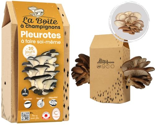 LA BOITE A CHAMPIGNONS - Grauer Austernpilz Zuchtset - Kit DIY - Für 4 Personen
