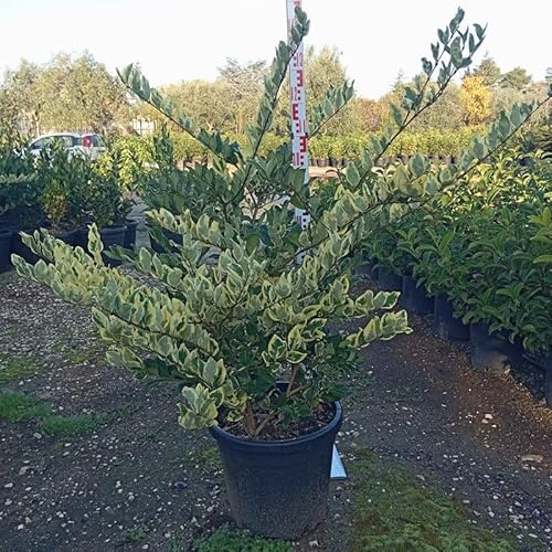Pianta Ligustro Texano Variegato
