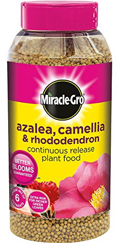 Miracle-Gro Azalea, Camellia and Rhododendron Continuous Release Plant Food Shaker Jar, 1 kg (4)