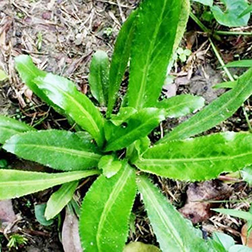 Oce180anYLVUK Culantro-Samen, 50 Stück/Beutel Culantro-Samen zum Pflanzen, hohe Keimung, essbare Staude, einfache Pflanzung, natürliche Koriandersamen, Bauernbedarf Grün