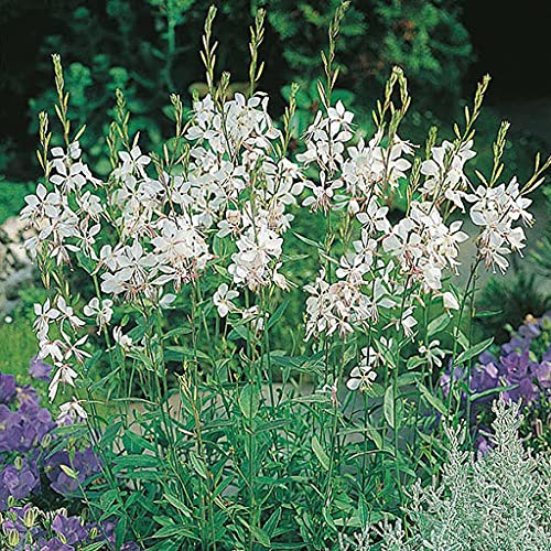 20pz pianta gaura lindheimeri