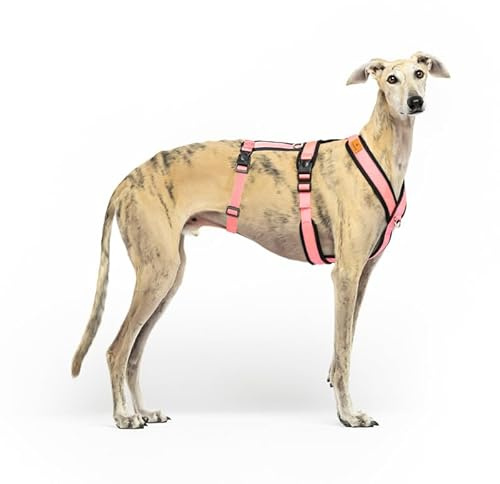 3-Punkt-Gurt mit Anti-Ziehen, ideal für Lebreles: Italienischer Windhund, Whippet, Windhund, Podenco - sicher, atmungsaktiv und langlebig beim Gehen, Training und Laufen, Rosa, L