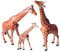 JOKFEICE Giraffe Animal Toys, 3pcs Plastic Realistic Animal Figures, Odorless, Hand Paint, Learning Educational Toys, Christmas Birthday Cake Topper Gift for Kids
