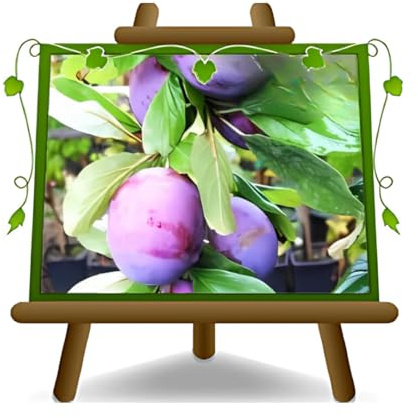 EURO PLANTS VIVAI Prunier President Plante Fruitière Ancienne Âge 2 ans | pot 20 cm Hauteur 150-170 cm