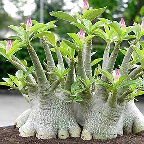 Rosa del deserto, semplice piantagione e giardinaggio, colorata, Floreale e ornamentale-3Bulbi