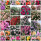 200pcs Graines De Roses, Rosier Grimpant De Couleurs Mélangées, Croissance Rapide, Peuvent Fleurir En Toutes Saisons, Plantes Semences Pour Le Jardin, Adaptées Jardin, Treillis Et Clôtures