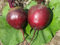 10 Samen von Lutz Green Leaf Beet