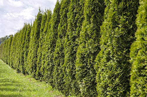 5 Stk. Thuja Lebensbaum Smaragd - Thujahecke Containerware 40-60 cm hoch - Thuja occidentalis Smaragd - Garten von Ehren®