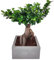I Giardini di Giulia | Bonsai Ficus Ginseng in Vaso Minos 25x25 cm | Pianta Decorativa da Interno, Facile da Curare | Altezza 50 cm, Ideale per Casa e Ufficio (Tortora)