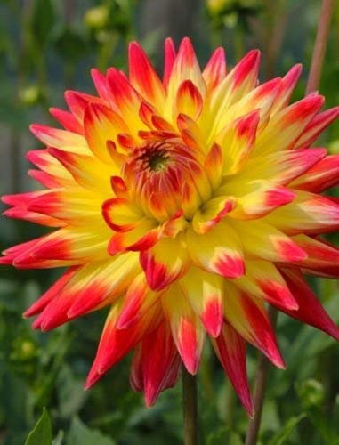 5 Seeds of Dahlia Dinner Plate Cactus Type Mixed Hybrids : Seeds Only