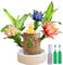 Terrarium Glücksholz, Veredeltes brasilianisches Holz, Brazil Lucky Wood, Glücksholz, Brasilianisches Glücksholz, Brazilian Wood Plant, Hydroponic Tree Stump Desktop Plants (Monk Ornaments)