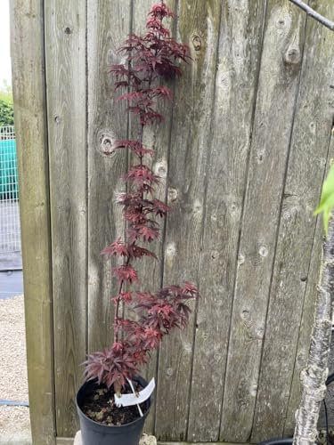 Japanese Maple Acer palmatum 'Skeeters Broom' | Compact Red Columnar Maple | Perfect for Small Gardens | 60/80cm (3L)