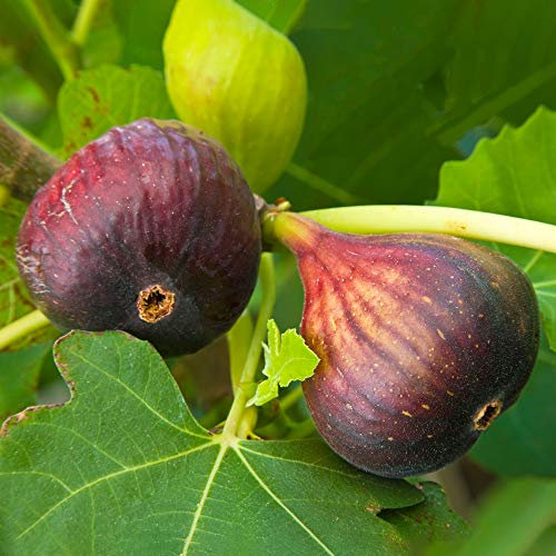 Ficus Brown Turkey | Hardy Fig Fruit Tree | Outdoor 20-30cm Potted Plant