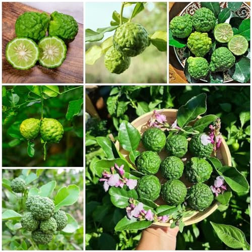200 piezas semillas resistentes del tilo - fruta columnar, regalos semillas de lima (Citrus hystrix) frutas exóticas, cama elevada balcón Plantas resistentes para el jardín, semillas