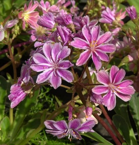 Bitterwurz - Lewisia cotyledon - lebende Gartenpflanze aus den Baumschulen