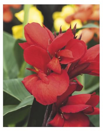 AGRONOM | INDISCHE KANNEN - DARK RED DAZZLER | Mehrjährige Blumenzwiebeln | Rot Blumen | Werden in Blumengärten, Töpfen angebaut, in blühenden Rasenflächen | 1 Blumenzwiebel