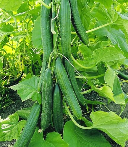 BALDUR Garten 4x Veredelte Salatgurke 'Phönix®', Pflanzen im 10,5 cm-Topf, bis 35 cm lange Salatgurken, enorm ertragreich, krankheitsresistente TOP-Sorte, für Gewächshaus & Freiland, pflegeleicht