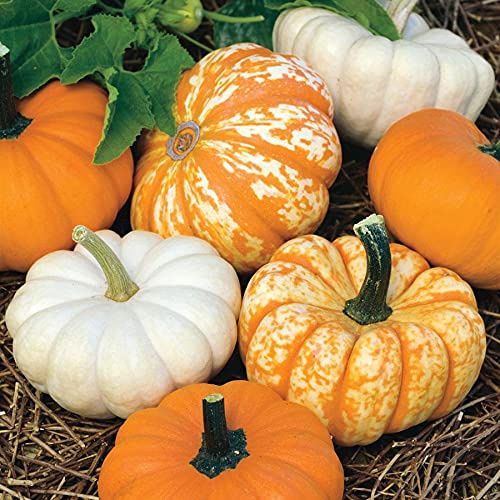 Park Seed Mini Harvest Blend Pumpkin Seeds, Miniature Pumpkin Seeds, Pack of 25 Seeds
