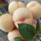 5 pcs Pfirsichbaum Winterhart Samen, Extrem Winterharte Kübelpflanzen, Balkonpflanzen Bonsaibaum Echt, Stauden Winterhart Mehrjährig Exotische Pflanzen, Pflanzen Samen Indoor Obstbäume,