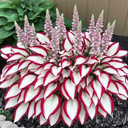 Semi di pianta di Hosta 100 pezzi rossi