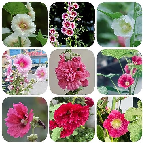 300 pcs Stockrosen Samen Winterhart Mehrjährig Balkonblumen, Pflanzen Winterhart Draußen (Alcea rosea) Wildblumensamen Mehrjährig Winterhart, Stauden Winterhart Mehrjährig Wildblumenwiese