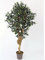 kunstpflanzen-Discount.com Oliven Kunstbaum 200cm mit dickem Naturstamm, 3456 Textilfaser Blätter - Großer künstlicher Olivenbaum mit Früchten 2m hoch