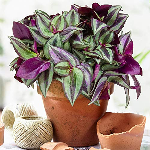 Tradescantia Zebrina | Erba Miseria - Premium Home or Office | 15-25 cm