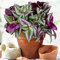 Tradescantia Zebrina | Erba Miseria - Premium Home or Office | 15-25 cm