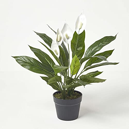 Homescapes künstliche Friedenslilie im Topf, Kunstpflanze Spathiphyllum Wallisii mit weißen Blüten, Scheidenblatt, künstliche Tropische Pflanze für den Indoor-Bereich, Einblatt, 60 cm hoch