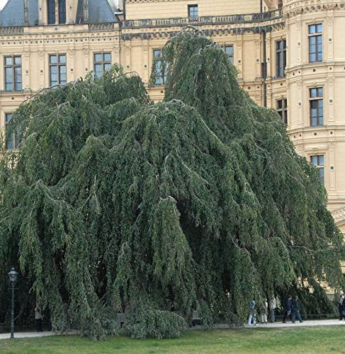 Trauer Hängebuche 60-80cm - Fagus sylvatica Pendula - lebende Gartenpflanze aus den Baumschulen